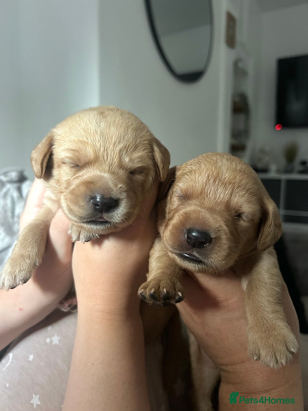 Springador dogs for sale: 3/4 Labrador (Springador x Labrador) Pups for Sale - Image 4