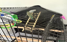 Budgerigars birds for sale: 2 budgies with cage  - Image 4