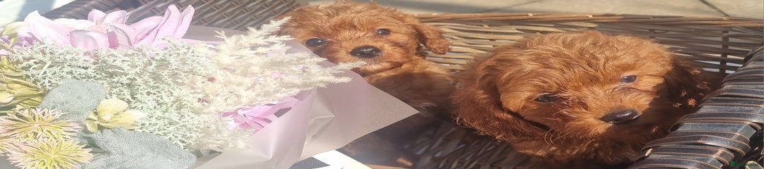 Cavapoo Puppy 2