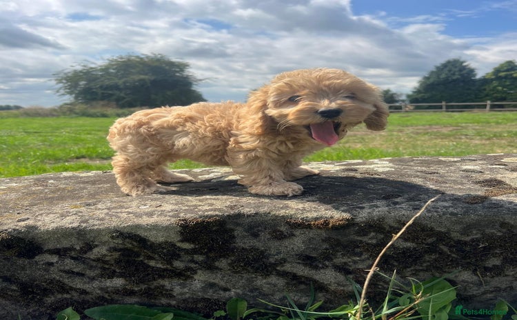 Cockapoo dogs - Advert 14