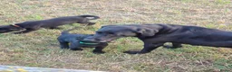 Labrador Retriever dogs for sale: Beautiful litter of labrador pups - Advert 8
