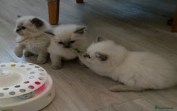Ragdoll cats for sale: Blue mitted 🐾 Ragdoll kittens 😻 - Image 8
