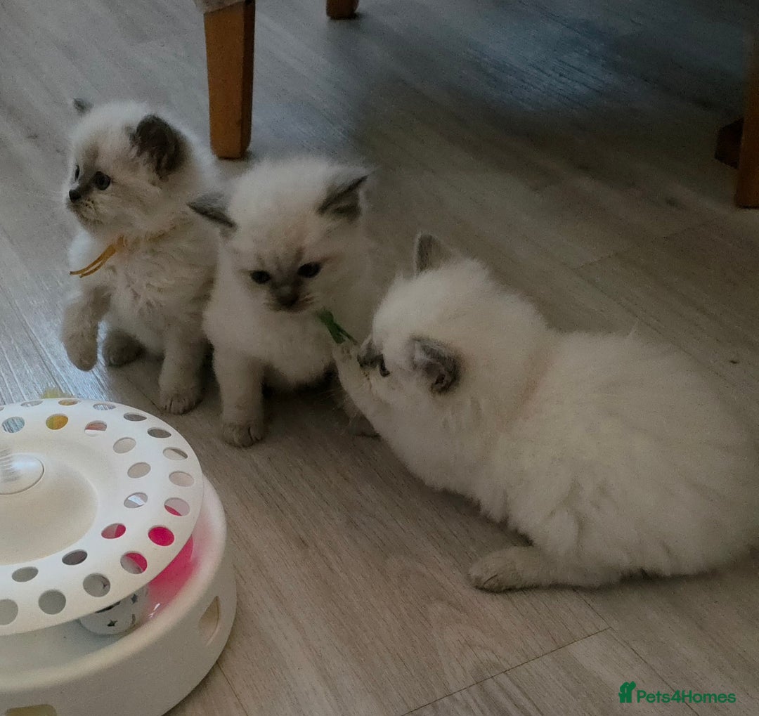 Ragdoll cats for sale: Blue mitted 🐾 Ragdoll kittens 😻 - Image 8