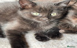 Mixed Breed cats for sale: 4 beautiful mixed breed kittene - Image 6