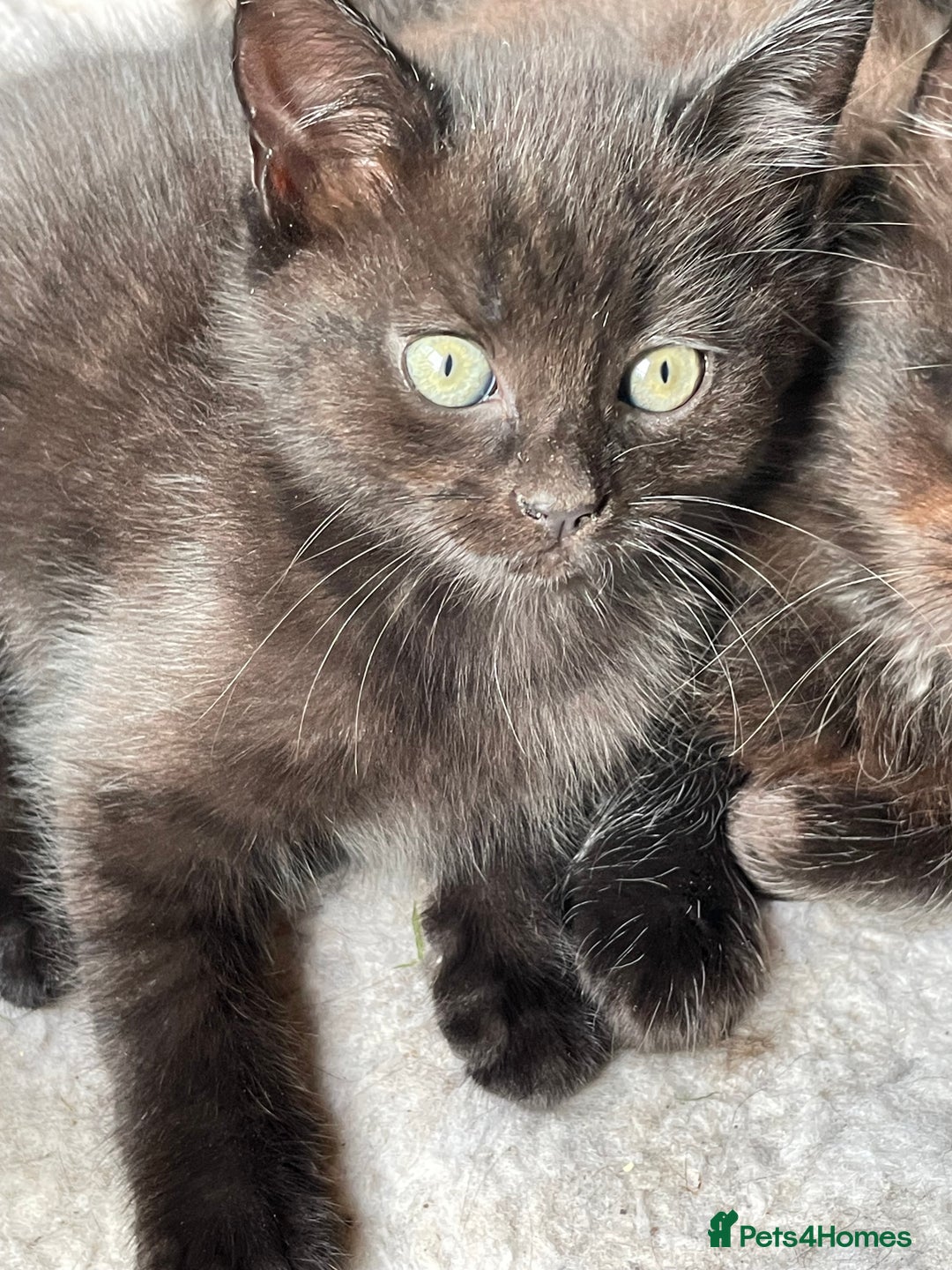 Mixed Breed cats for sale: 4 beautiful mixed breed kittene - Image 6