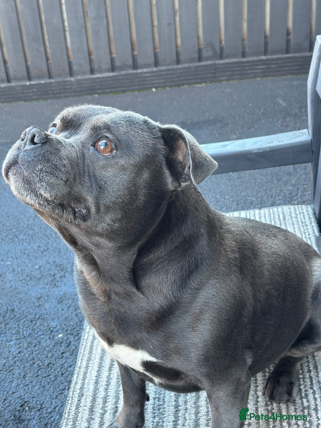 Staffordshire Bull Terrier dogs for stud: Butch King of Kirkdale Pedigree Stud - Advert 2