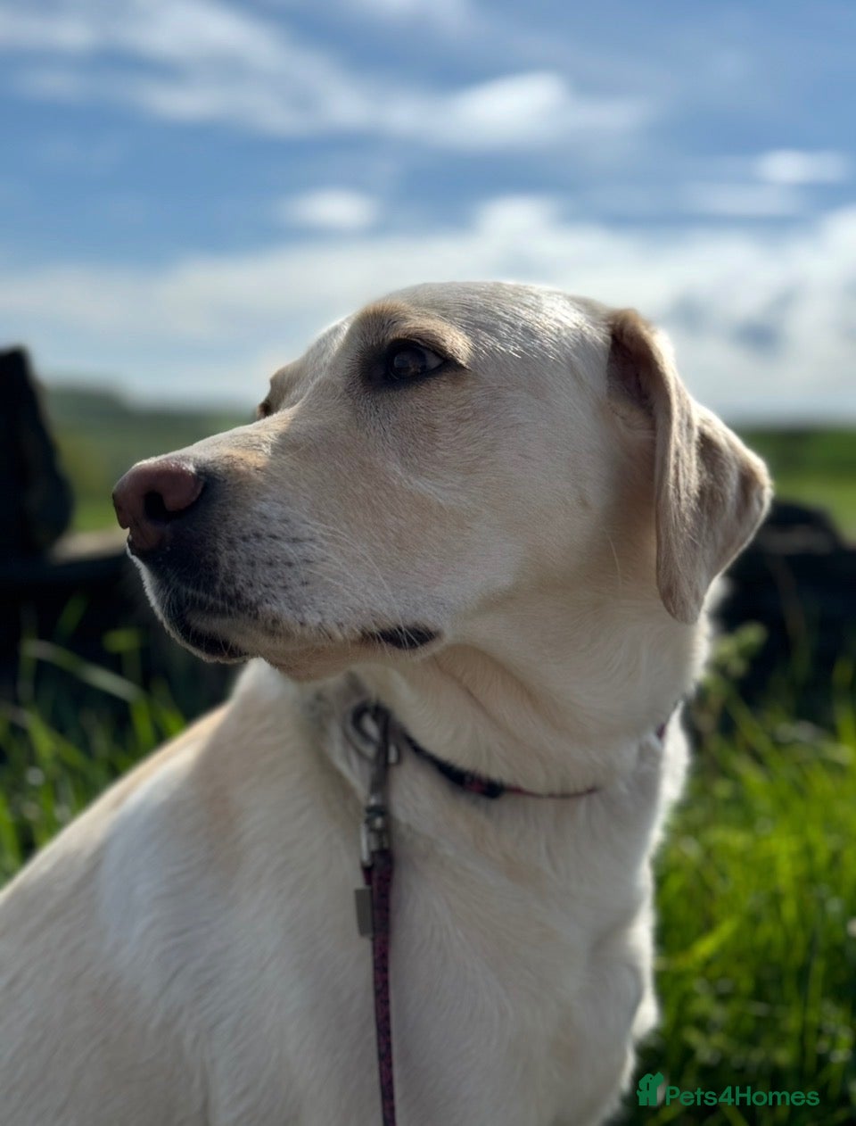 Labrador Retriever dogs Waiting list open - KC Registered Labrador Pups - Advert 1
