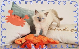 Ragdoll cats for sale: Top-Quality Pedigree Ragdoll Kittens - 3 AVAILABLE - Image 18