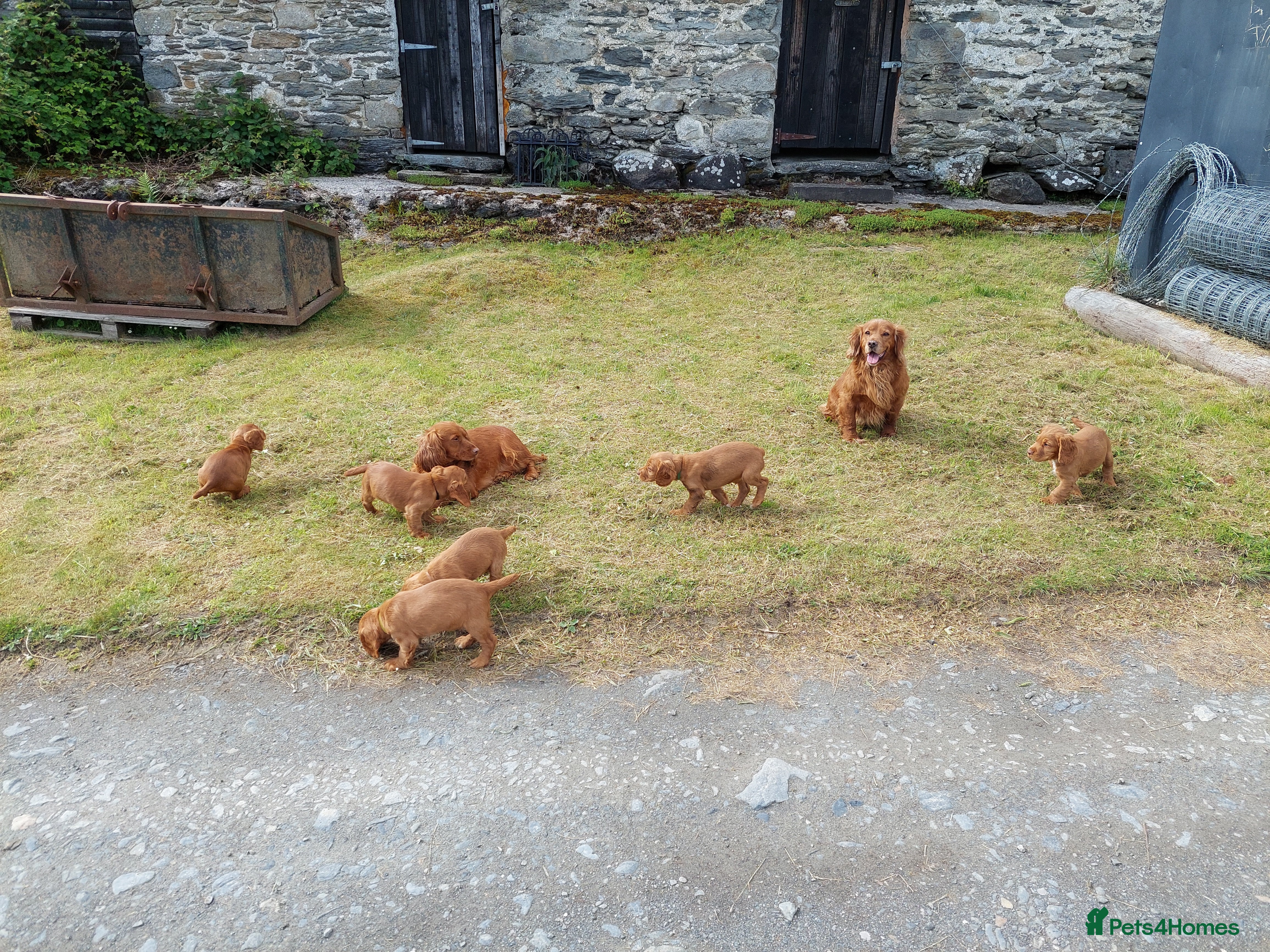 Cocker Spaniel dogs Cocker spaniel puppies  - Advert 6