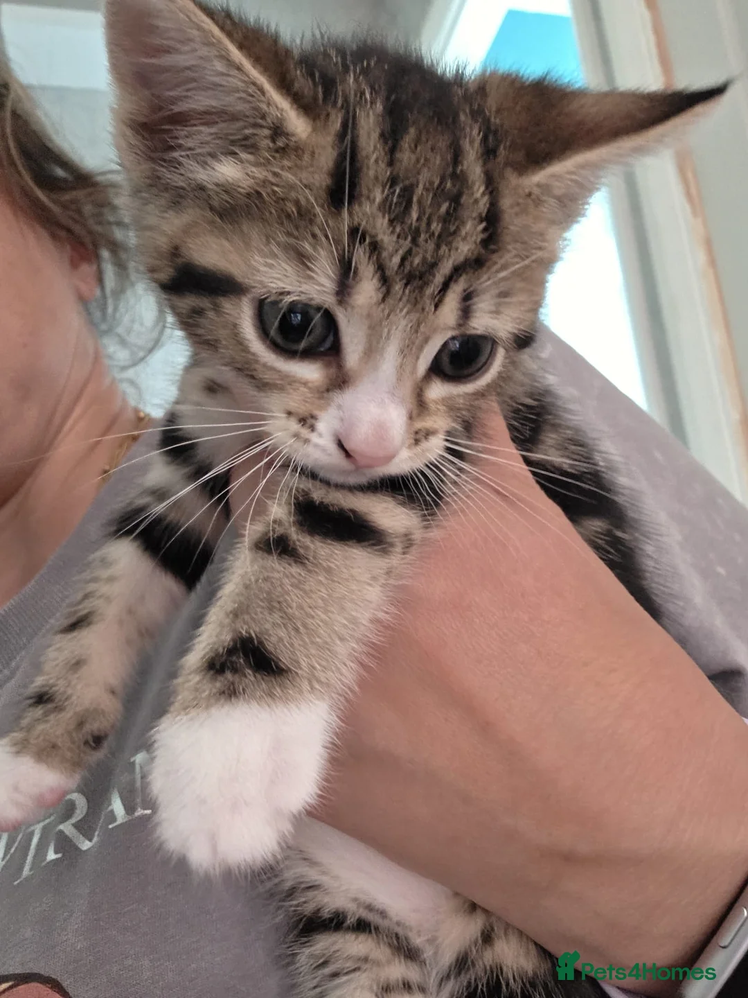 Mixed Breed cats for sale: 4 adorable kittens looking for a future home - Advert 2