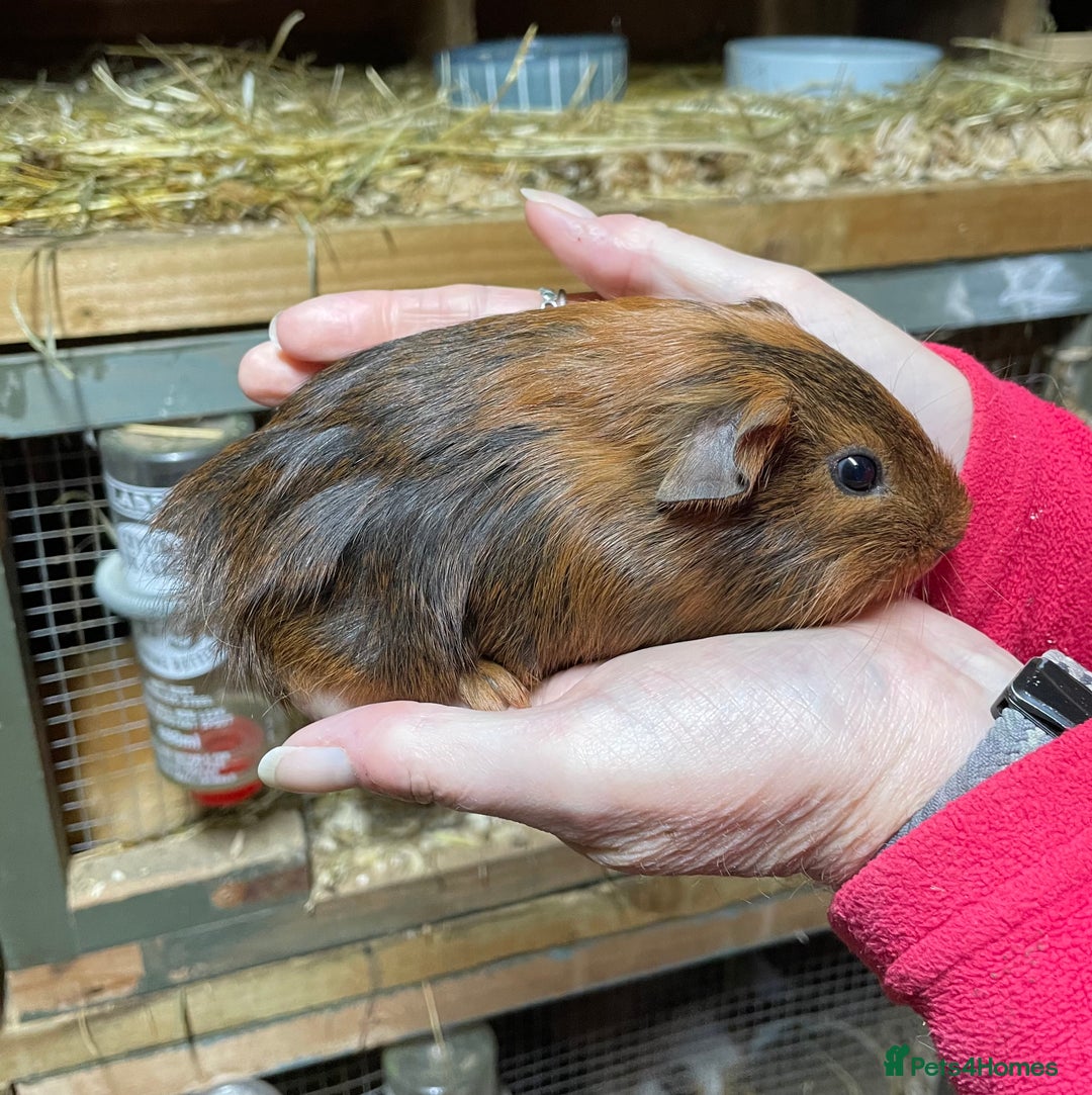 Guinea Pig rodents for sale: Bonded pair of baby guinea pigs - Advert 2
