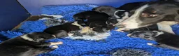 Border Collie dogs for sale: Isds registered border collie pups  - Advert 8