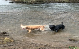 Cocker Spaniel dogs for sale: 2 cocker spaniels  - Image 4