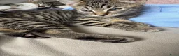 Mixed Breed cats for sale: 7 beautiful kittens - Advert 6