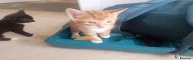 Ginger boy #1