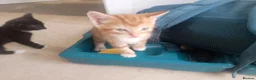 Mixed Breed cats for sale: Litter of 5 kittens  - Advert 17
