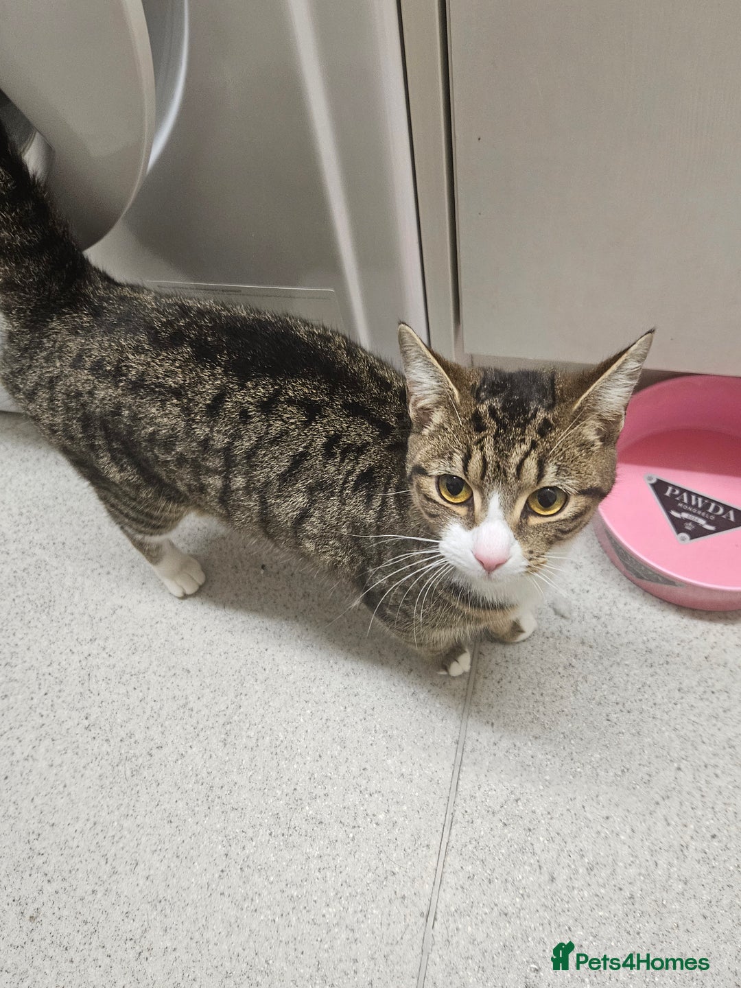 Mixed Breed cats for sale: Having to rehome my 2 female cats  - Advert 3