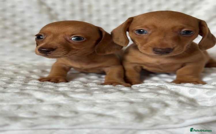 Miniature Dachshund dogs - Advert 2