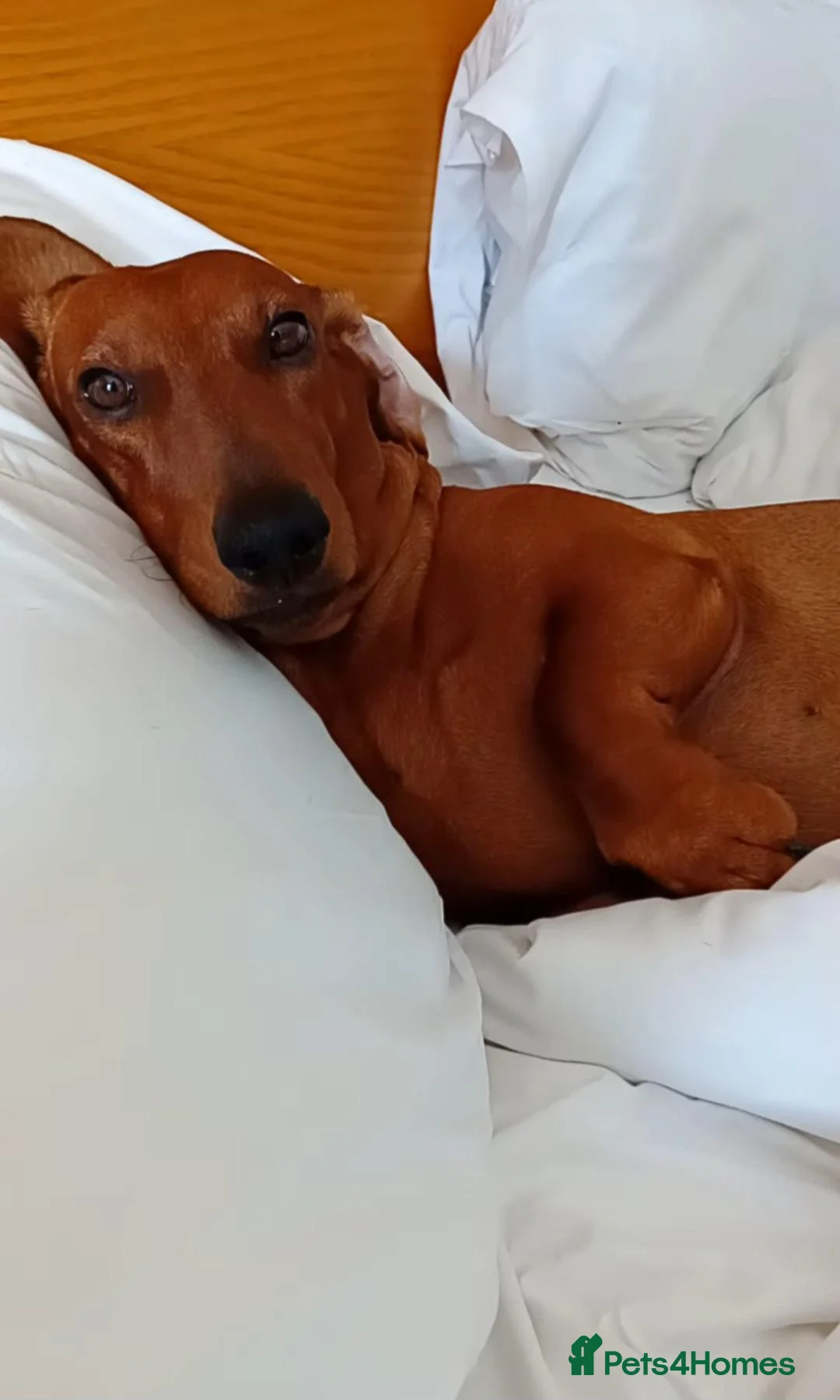 Dachshund dogs for sale: 2x dachshunds in Bristol - Advert 1