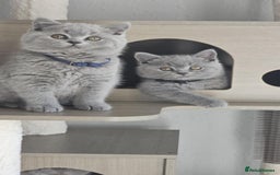 British Shorthair cats for sale: (READY NOW) Show Quality Champions 🥇🏆BSH GCCF - Image 15