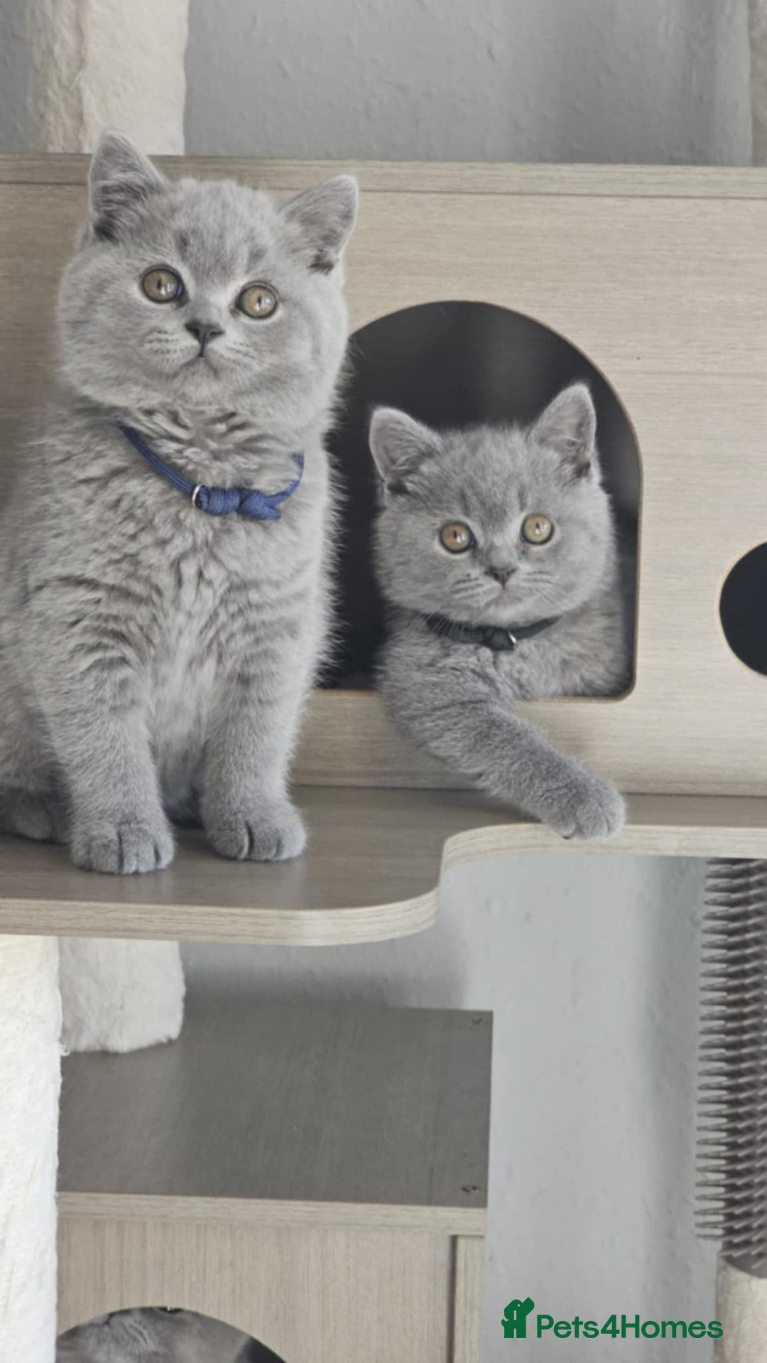 British Shorthair cats for sale: (READY NOW) Show Quality Champions 🥇🏆BSH GCCF - Image 15