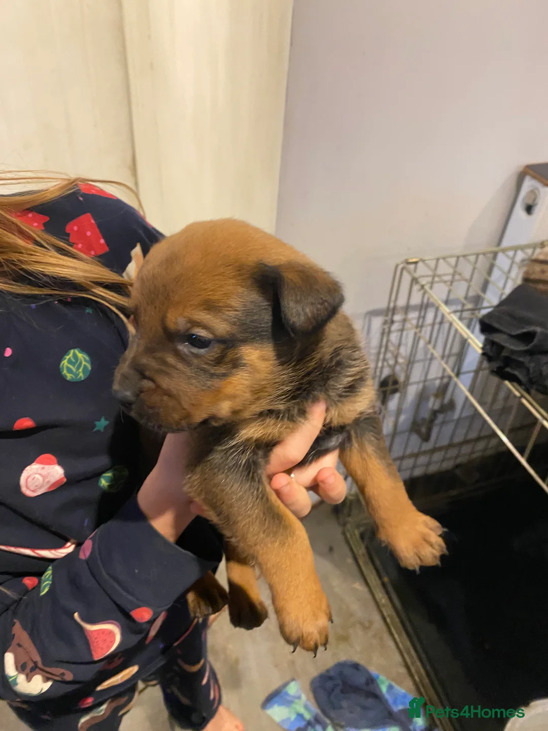 Mixed Breed dogs for sale: Rottweiler x malinois  - Advert 7