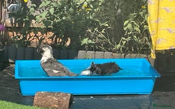 Ducks poultry for sale: Nearly 3month old magpie ducks - Image 1