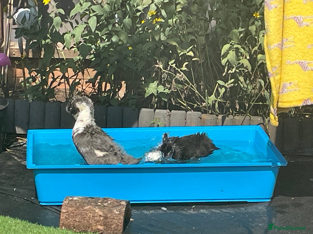 Ducks poultry for sale: Nearly 3month old magpie ducks - Image 1