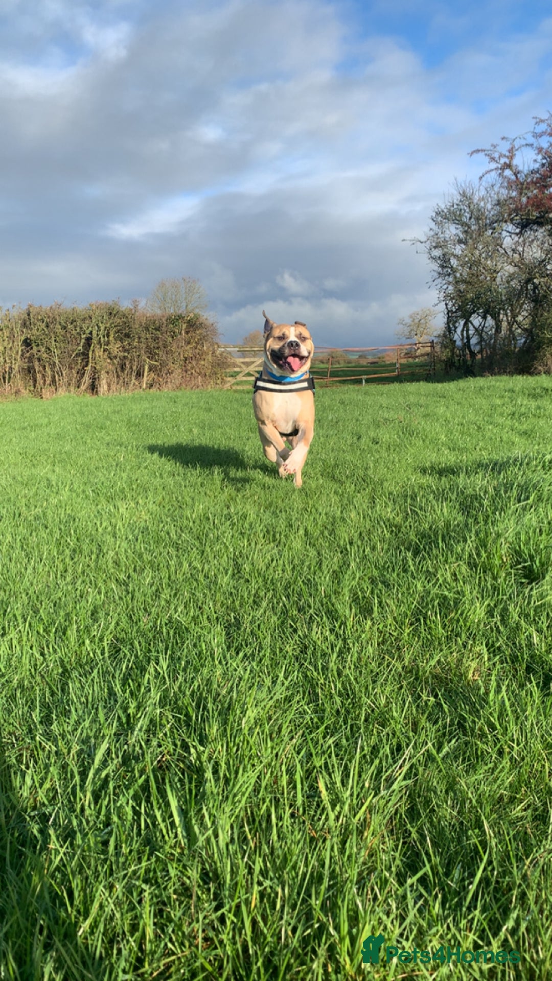 Mixed Breed dogs for sale: American bulldog Cross mastiff  - Advert 8