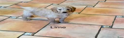 Labradoodle dogs for sale: Miniature Labradoodles frm licensed Exp breeder - Advert 9