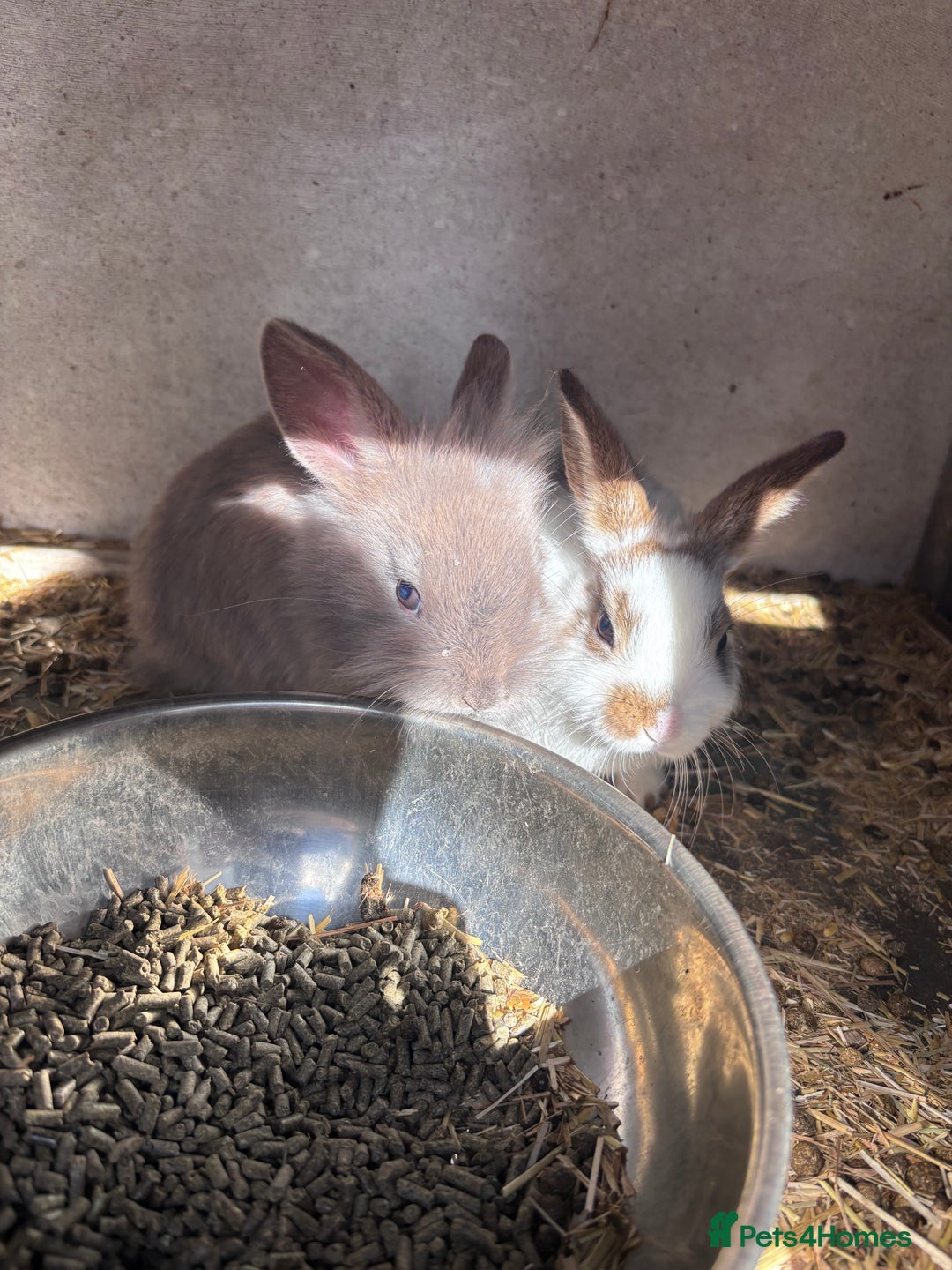 Mini Lion Lop rabbits for sale: READY NOW!! 4 Beautiful Mini Lionhead Lops!  - Image 6