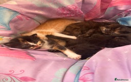 Mixed Breed cats for sale: Kittens for sale  - Image 2