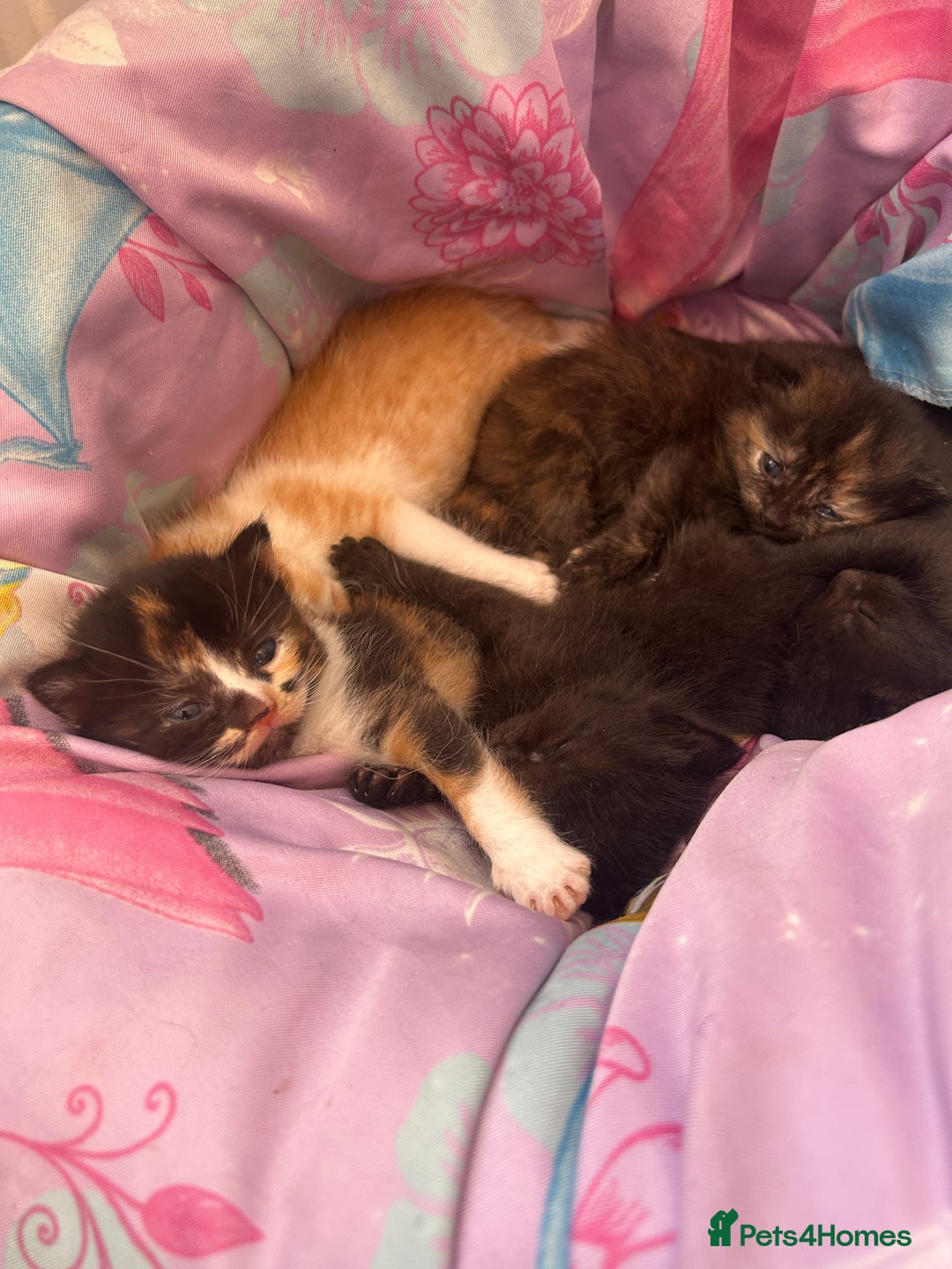 Mixed Breed cats for sale: Kittens for sale  - Image 2
