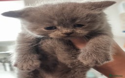 Scottish Fold cats for sale: Very Friendly Kittens, Pedigree Scottish Fold  - Image 15
