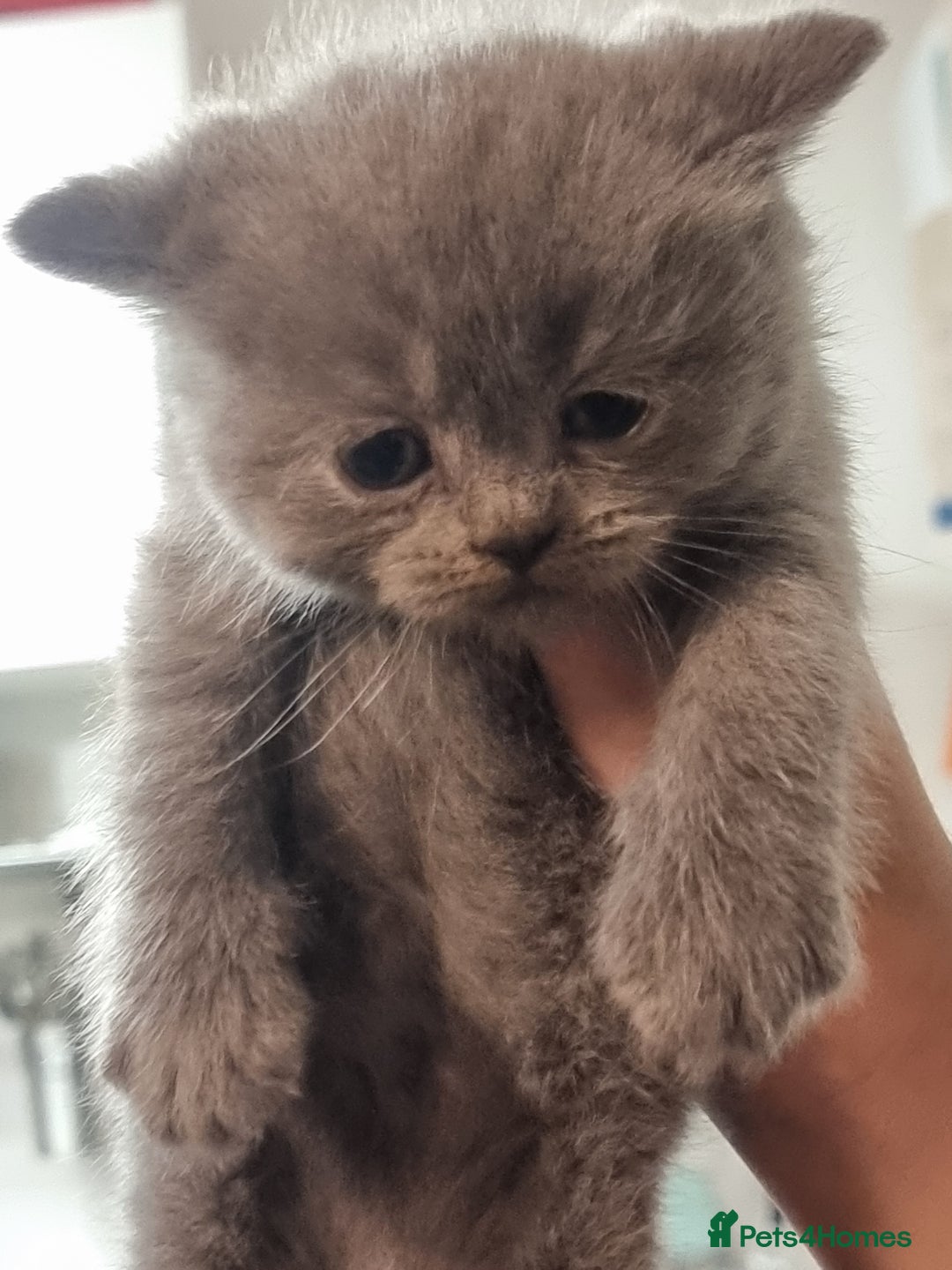 Scottish Fold cats for sale: Very Friendly Kittens, Pedigree Scottish Fold  - Image 15