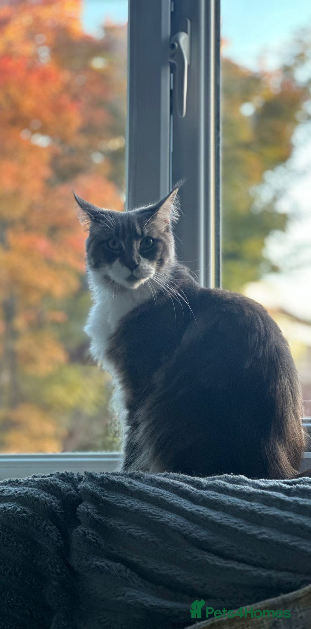 Maine Coon cats for sale: Full Maine coon kittens available  - Advert 23