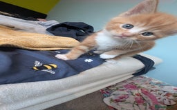 Maine Coon cats for sale: Main coon cross with British short hair - Image 18