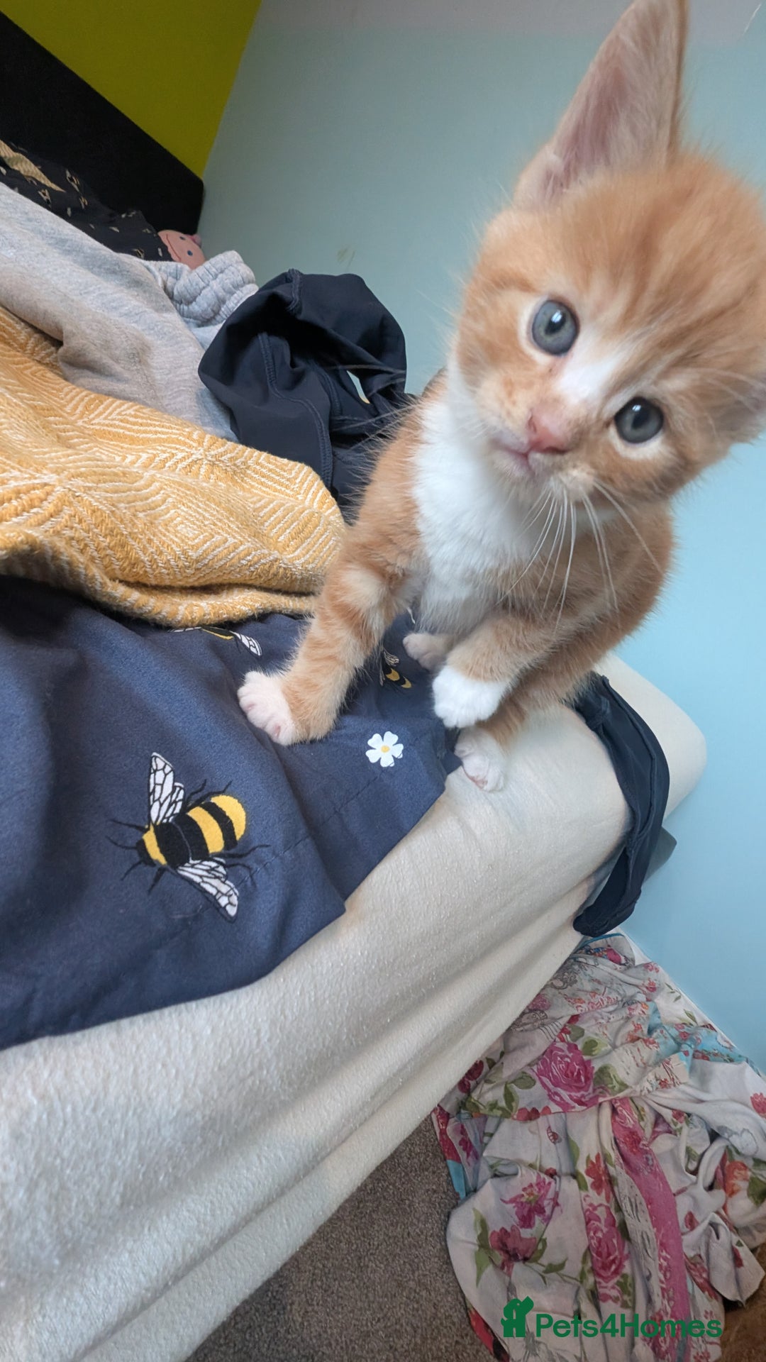 Maine Coon cats for sale: Main coon cross with British short hair - Image 18