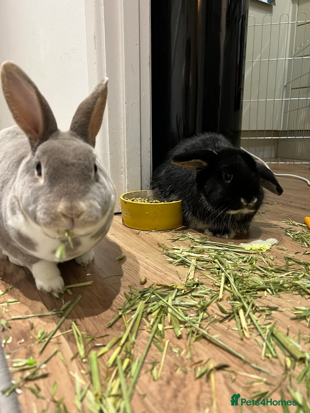 Mixed Breed rabbits for sale: Two beautiful friendly bunnies looking for rehome  in Bishop's Stortford - Advert 1