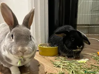Mixed Breed rabbits Two beautiful friendly bunnies looking for rehome in Bishop's Stortford - Advert 14