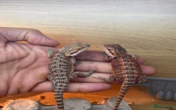 Bearded Dragon reptiles for sale: Baby high red morph bearded dragons  - Image 7