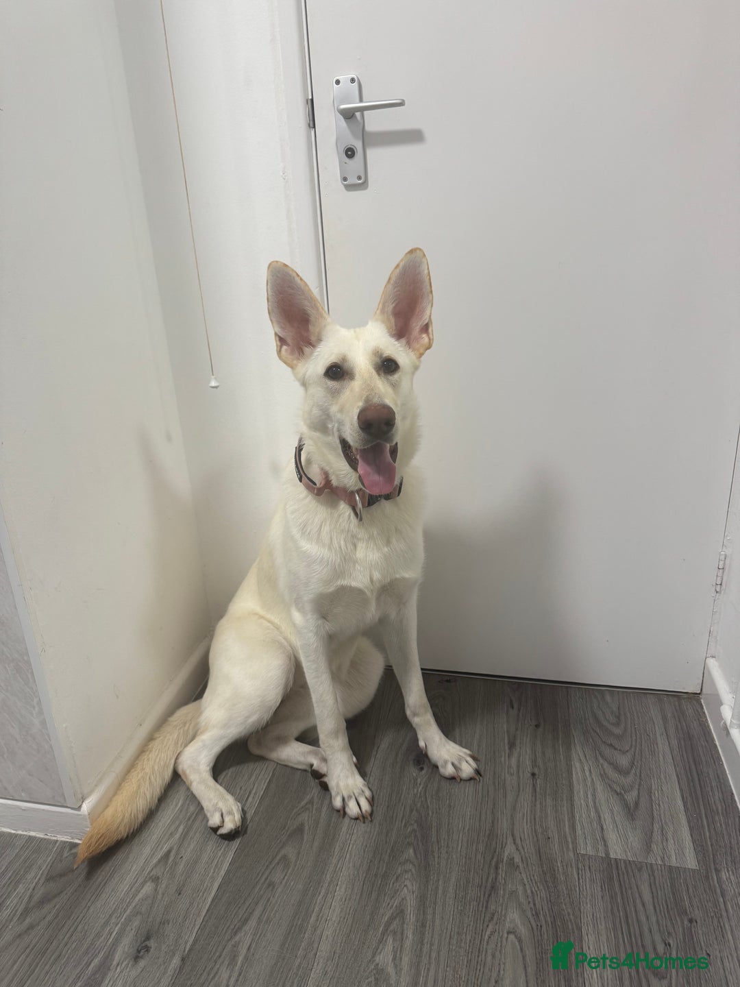 German Shepherd dogs for sale: Regina - Image 8