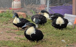 Ducks poultry for sale: Aylesbury x Khaki Campbell  - Image 1