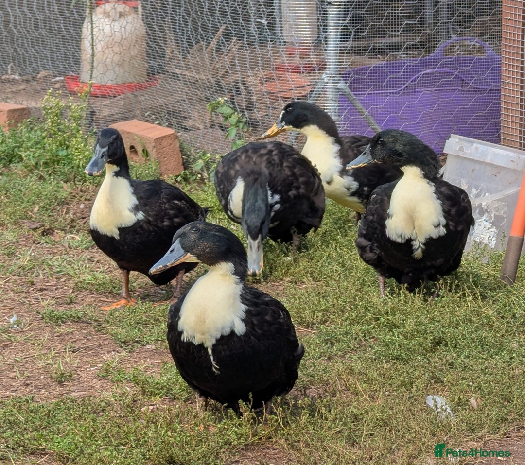 Ducks poultry for sale: Aylesbury x Khaki Campbell  - Image 1
