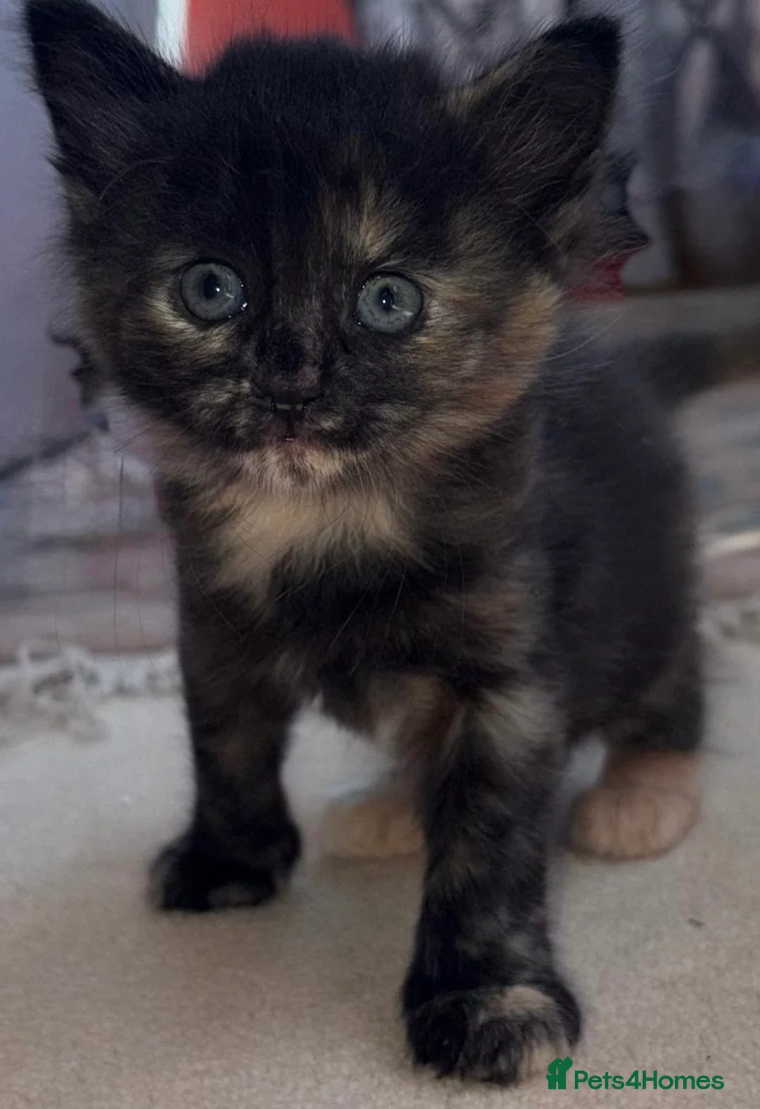 British Longhair cats for sale: Gorgeous kittens for sale - Advert 2