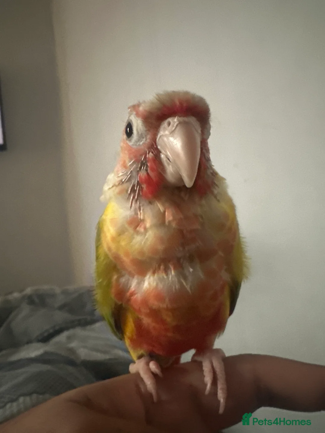 Conures birds for sale: Friendly Pineapple Conure in Bolton - Advert 1
