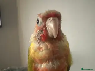 Conures birds Friendly Pineapple Conure in Bolton - Advert 1