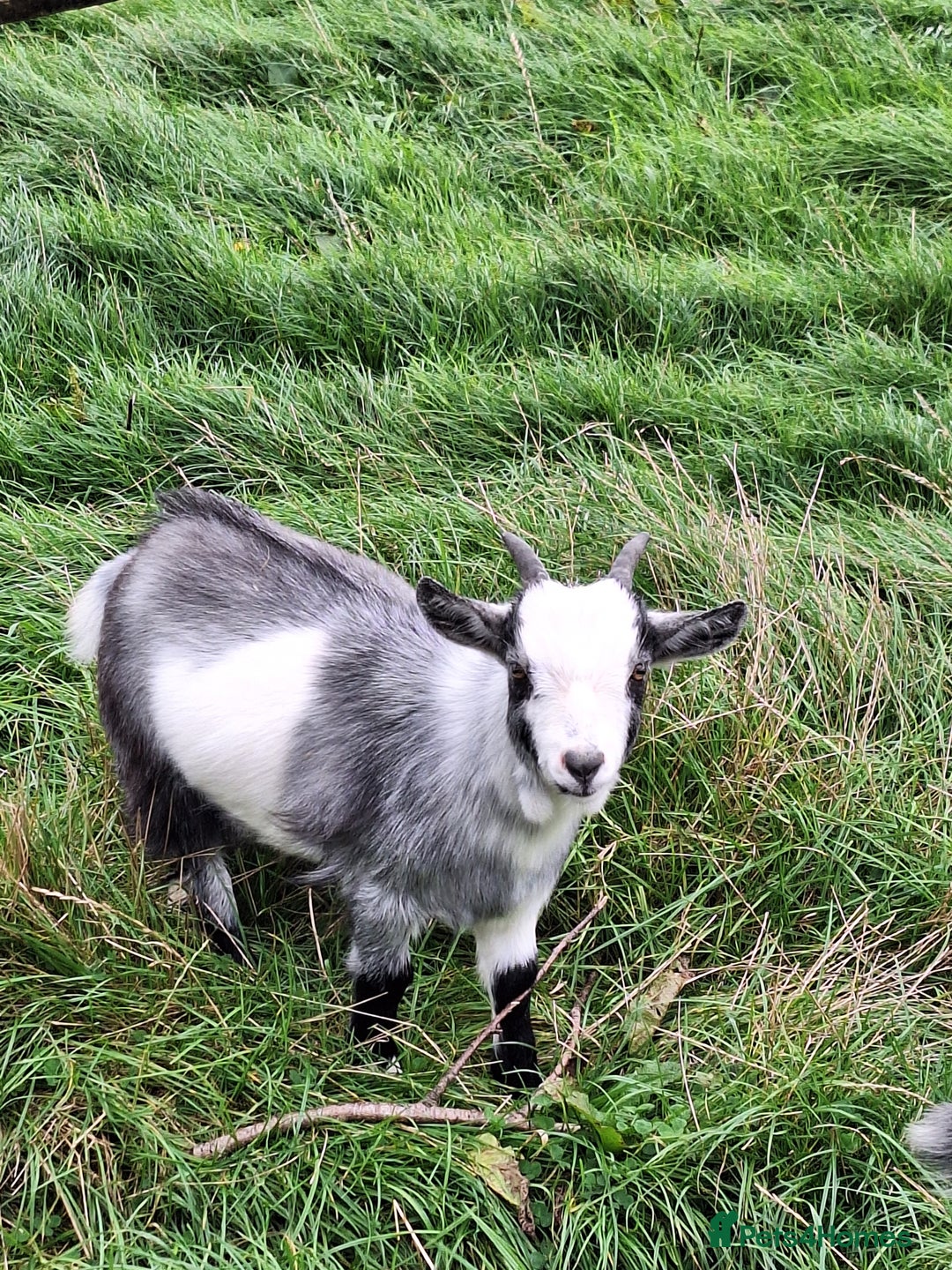 Goats livestock for sale: 3 Pygmy goats wethers - Image 1