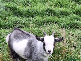 Goats livestock - Advert 26