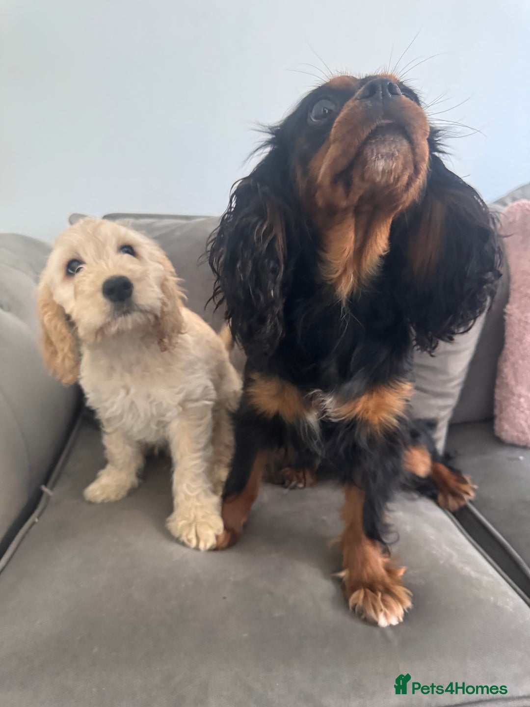 Cavapoo dogs for sale: Cavapoo puppies - Image 5